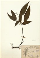 藏品(長葉苧麻)的圖片